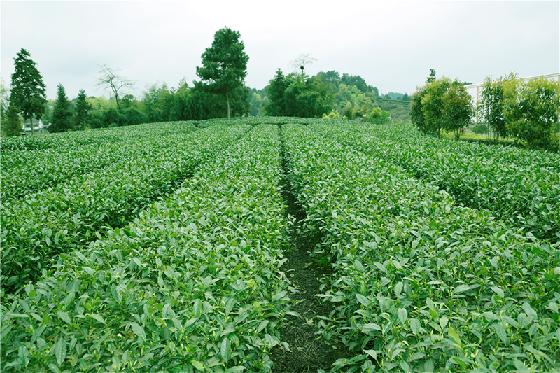 茶園.png